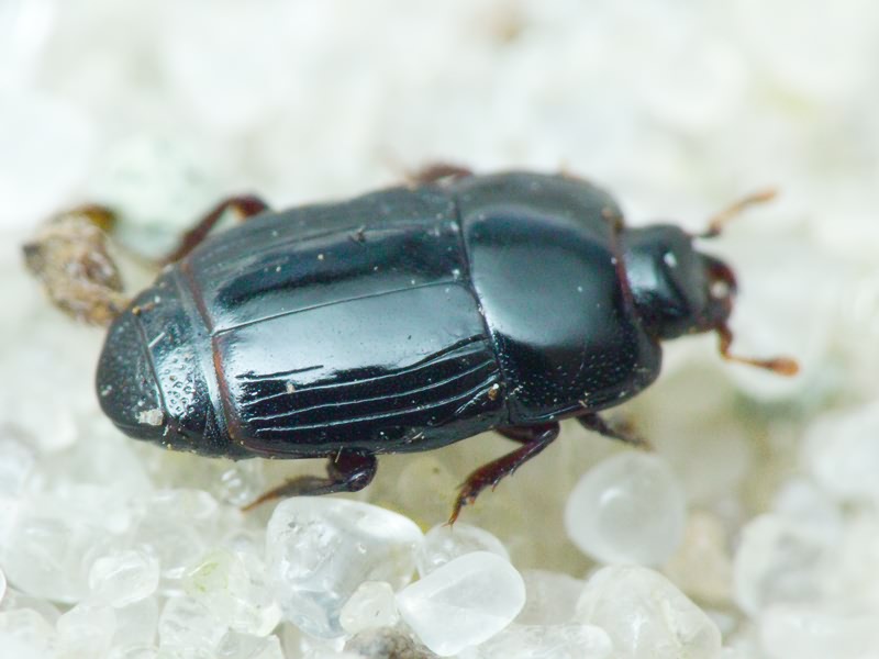 Platysoma compressum (Herbst, 1783)